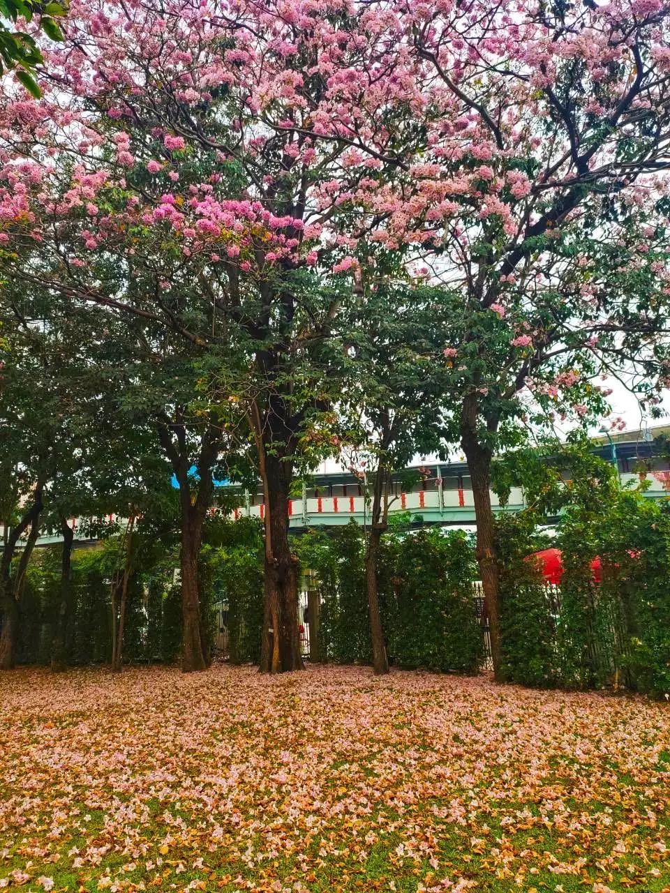 全球最新疫情動(dòng)態(tài)，變化中的學(xué)習(xí)之路與自信成就的力量