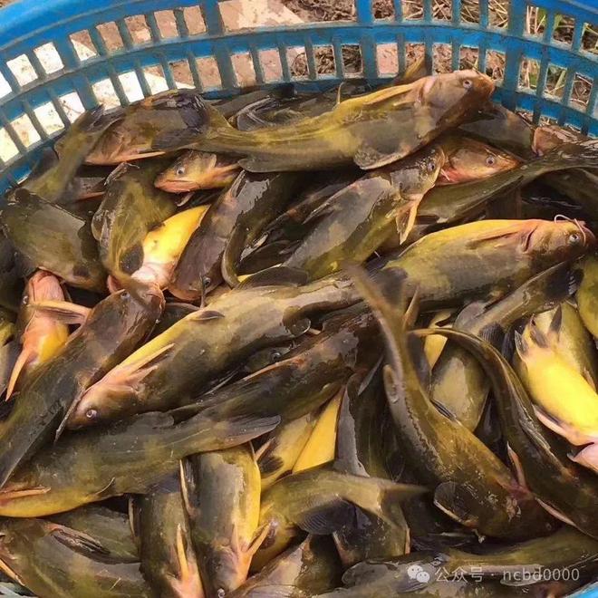 黃顙魚最新報價大全，專業(yè)指南與實時更新